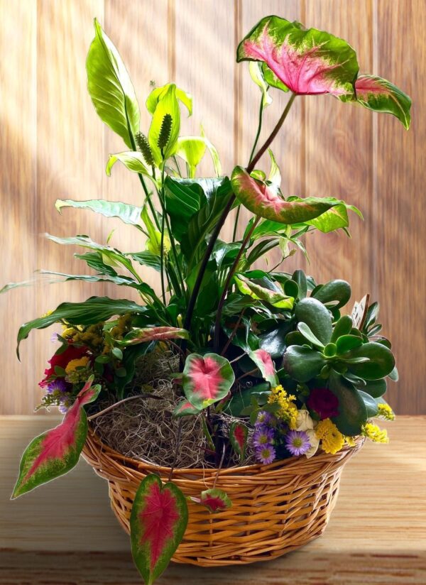 Dish Garden