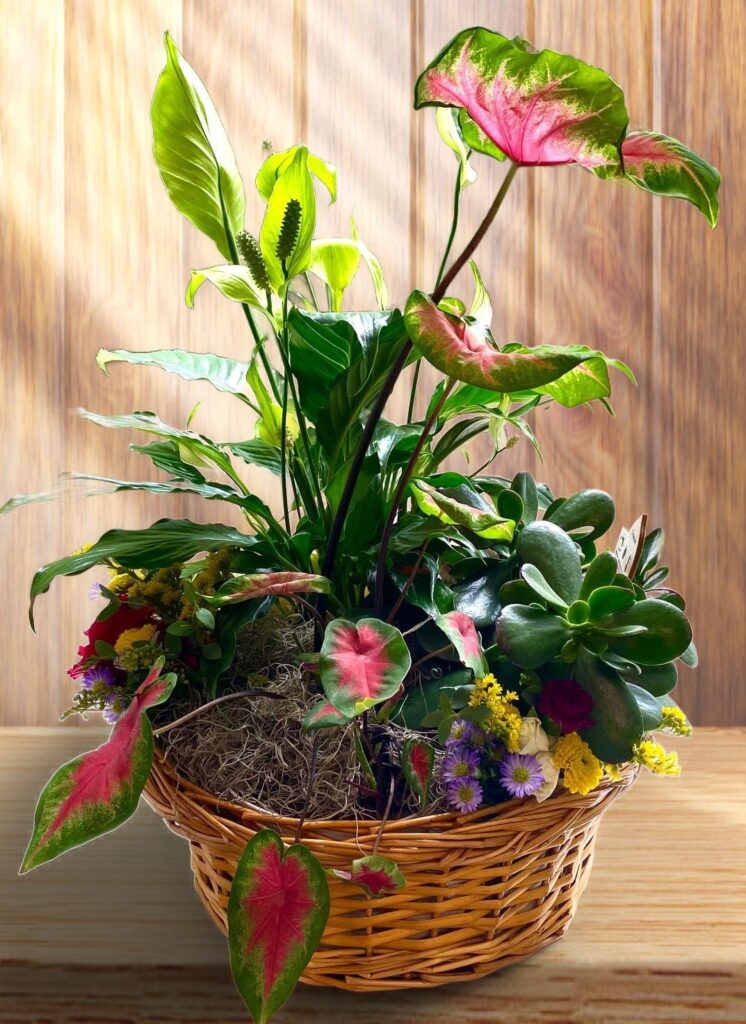 Dish Garden - Main view