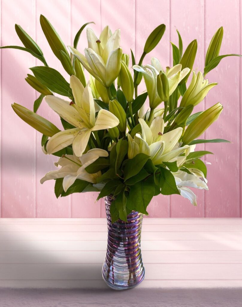 Lily Days - Main view