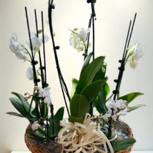 Orchid Plant Basket