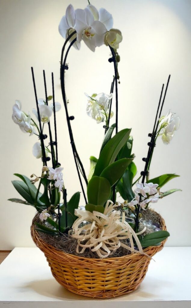 Orchid Plant Basket - Main view