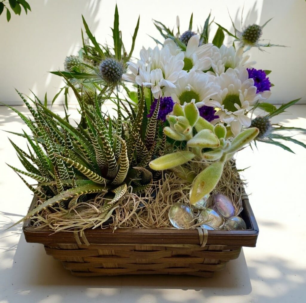 Succulent Baskets - Main view