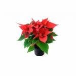 Poinsetta Plant
