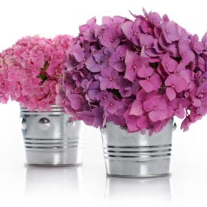 Hydrangea Plant Basket