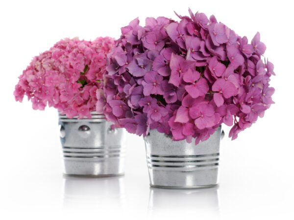 Hydrangea Plant Basket