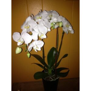 Orchid Plant