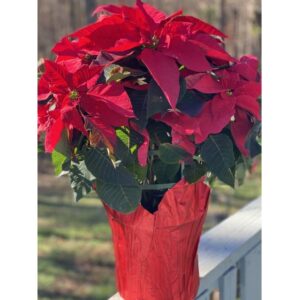 Poinsettia Plant