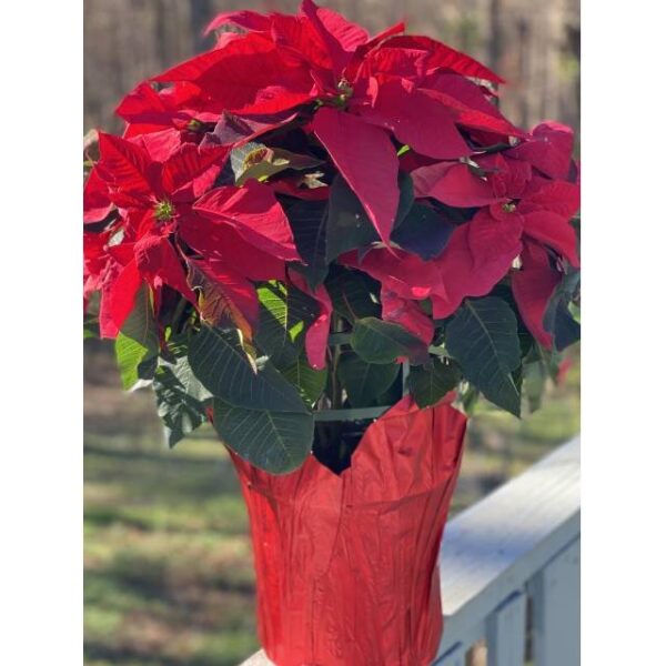 Poinsettia Plant
