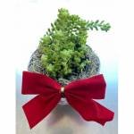 Green Jelly Bean Sedum Succulent