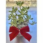 Burro’s Tail Succulent