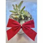 Chocolate Soldier Succulent