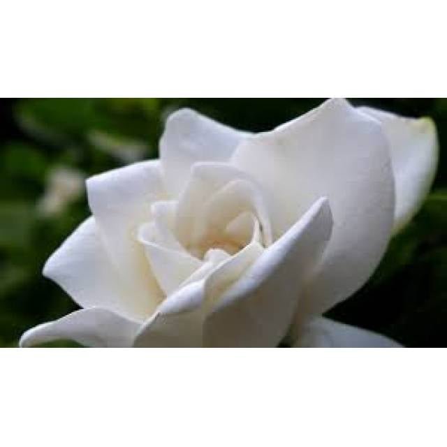 Gardenia Plant Basket - Main view