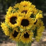 Sunflower Bouquet