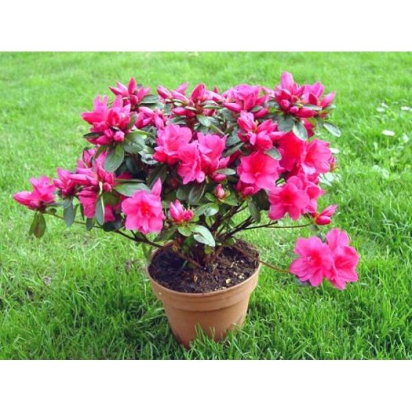 Azalea Plant Basket